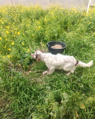setter inglesi  2 anni alta genealogia 