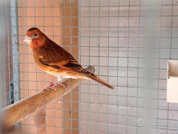 Ibridi cardellino per canarina