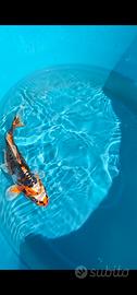 Carpa Koi