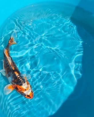 Carpa Koi