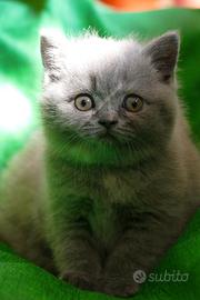 BRITISH Shorthair cucciola