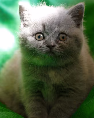 BRITISH Shorthair cucciola