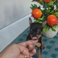 Pincher toy solo maschio nero focato