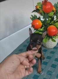 Pincher toy solo maschio nero focato