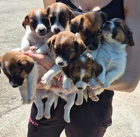 Jack russell terrier