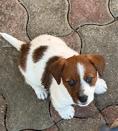 Cuccioli di Jack Russell