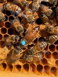 Nuclei di api pronti subito - Regina 2025