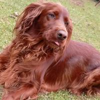 Setter irlandese femmina per accoppiamento