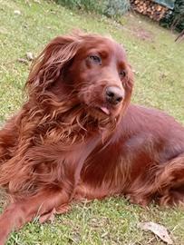 Setter irlandese femmina per accoppiamento