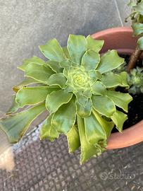 Pianta Aeonium arboreum con vaso