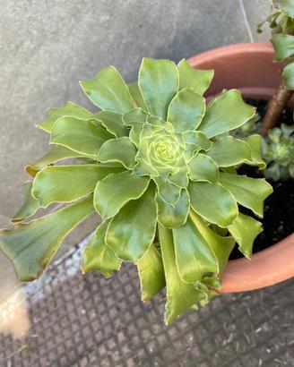 Pianta Aeonium arboreum con vaso