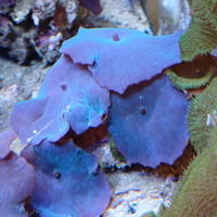 Corallo actinodiscus blu