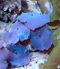 Corallo actinodiscus blu