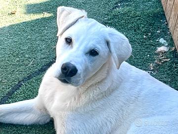 Cucciolo in canile