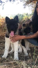 Akita Americano Cuccioli
