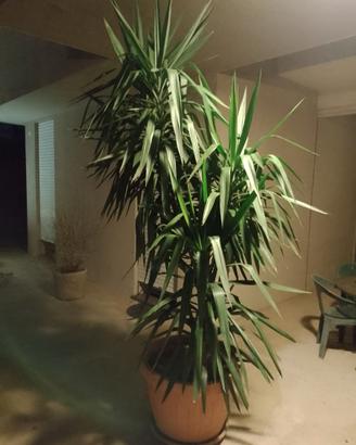 Bella Pianta di Yucca - Tronchetto della felicità