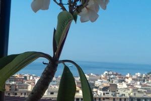 Mare di Melito