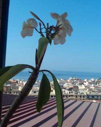 Mare di Melito