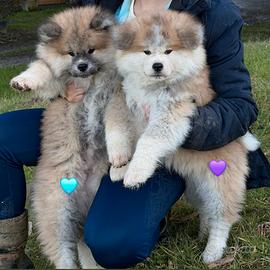 Cuccioli Akita Inu pelo lungo