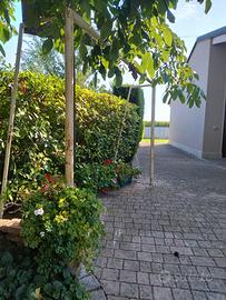 Porte da calcio usate