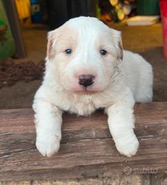 Cuccioli di border collie