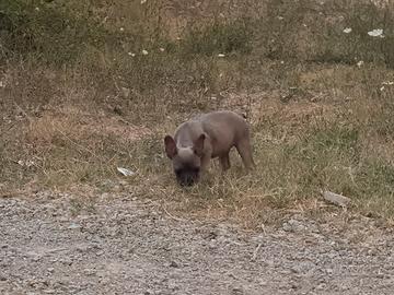 Bulldog francese