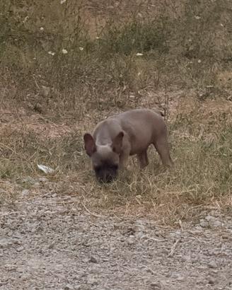 Bulldog francese