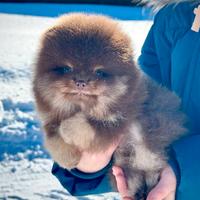 Spitz Pomerriana rare colore