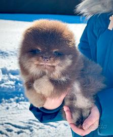 Spitz Pomerriana rare colore