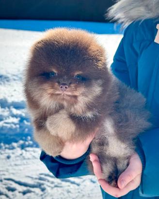 Spitz Pomerriana rare colore