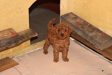 Barboncino toy red