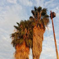 Palme alte Whashington
