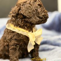 Toy e nani prenotabili