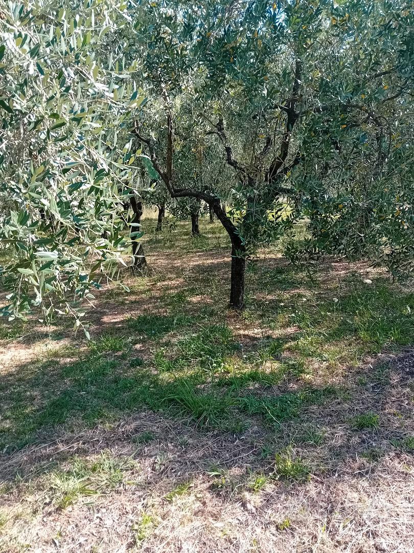 terreno con ulivi - Vista 2