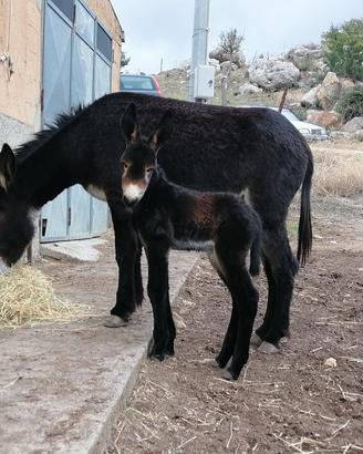 asine adulte con pass.grigio