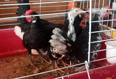 Galline bantam
