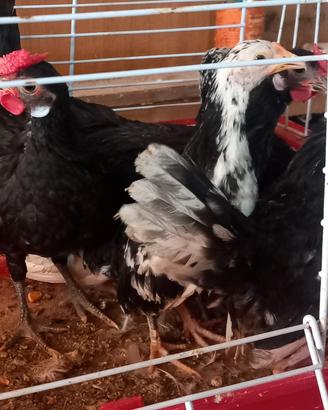Galline bantam