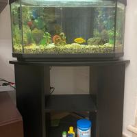 Acquario pesci