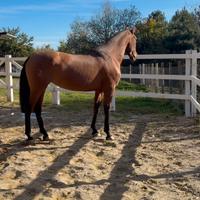 Cavalla pura razza spagnola