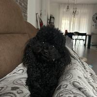 Disponibile per accoppiamento