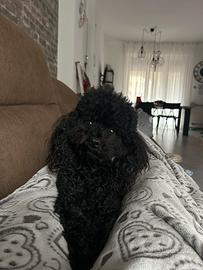 Disponibile per accoppiamento