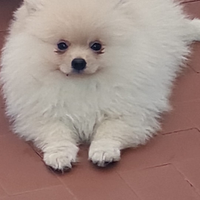 Cuccioli di Pomerania