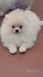 Cuccioli di Pomerania