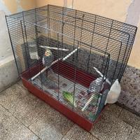 Coppia di pappagalli