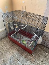 Coppia di pappagalli