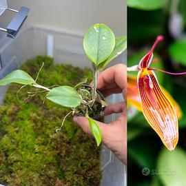 Orchidea Restrepia trichoglossa