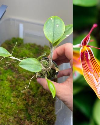 Orchidea Restrepia trichoglossa