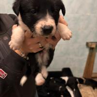 Cuccioli di border collie