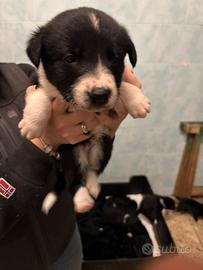 Cuccioli di border collie