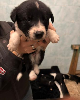 Cuccioli di border collie